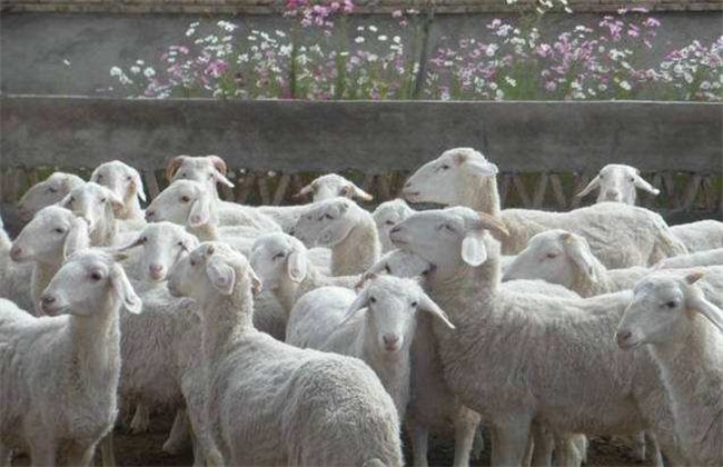 冬季养羊 注意哪些问题