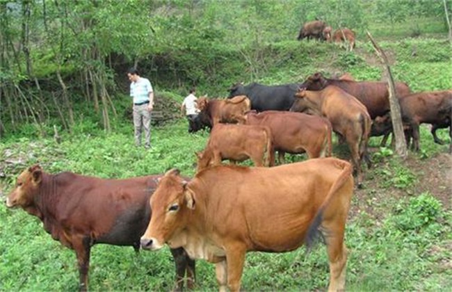 农村散养牛 有哪些弊端