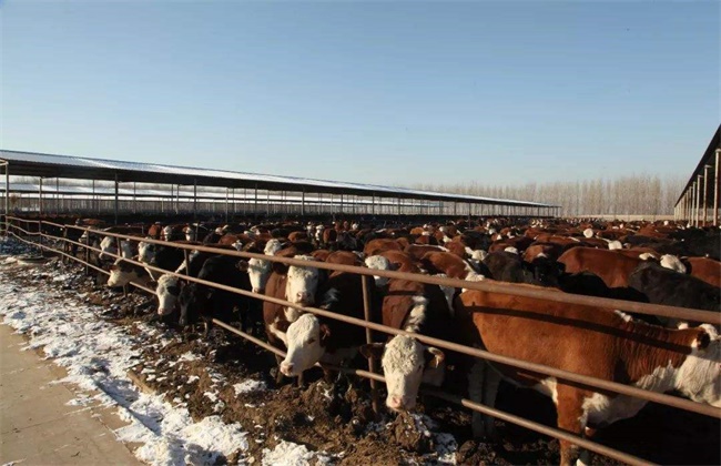 冬季肉牛增膘技巧
