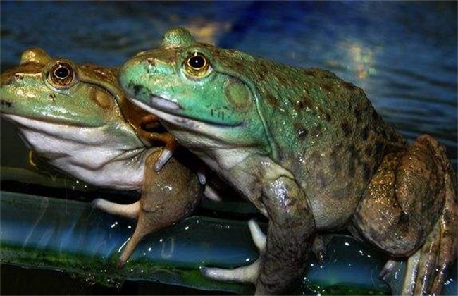 牛蛙 多少钱一斤