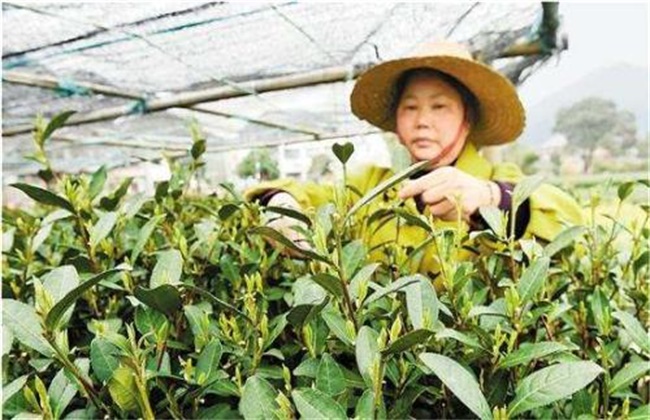 茶树如何预防倒春寒