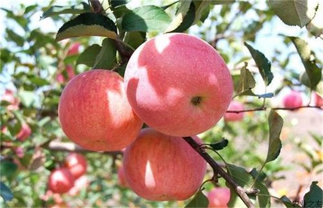种植苹果需要注意什么