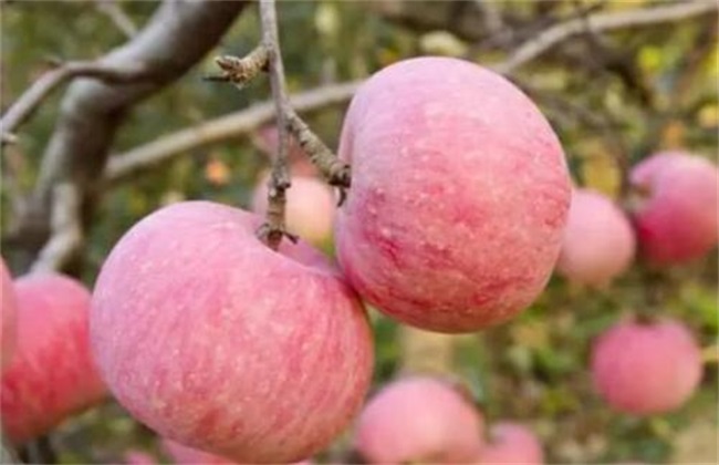 种植苹果需要注意什么