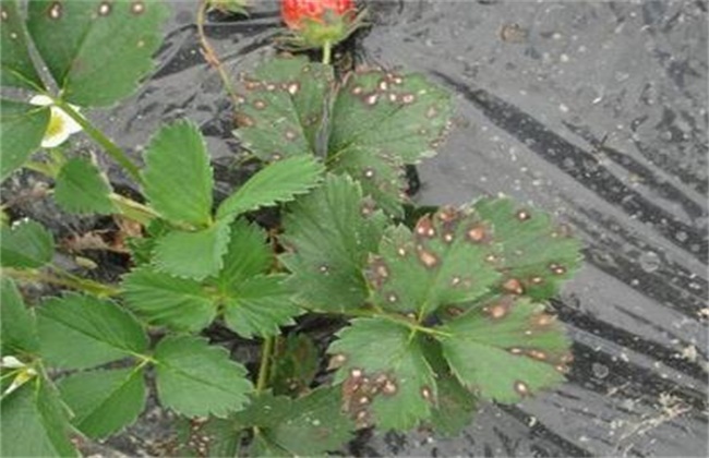 草莓蚜虫的防治措施和注意事项