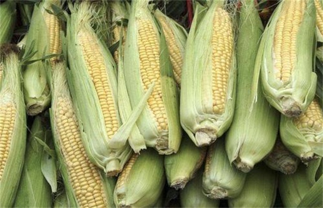 甜玉米 种植技术