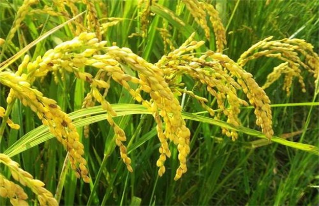 水稻 需肥规律