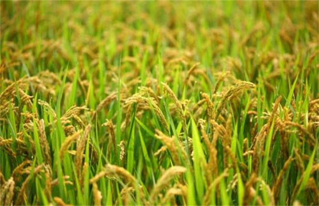 水稻 需肥规律
