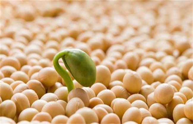 春大豆如何预防烂种