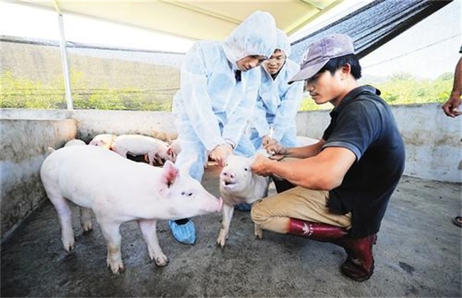 猪疫苗 接种方法