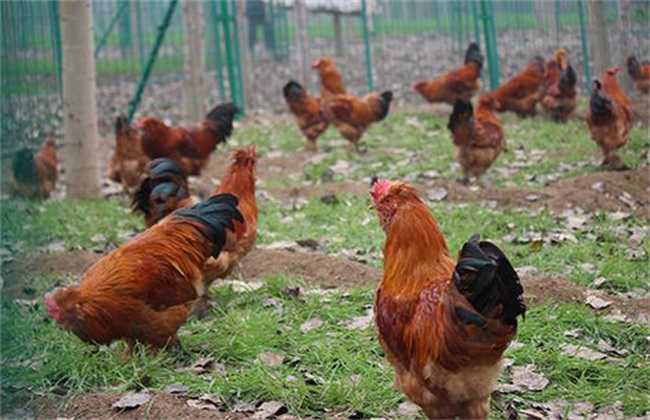 春季养鸡 容易发病 原因