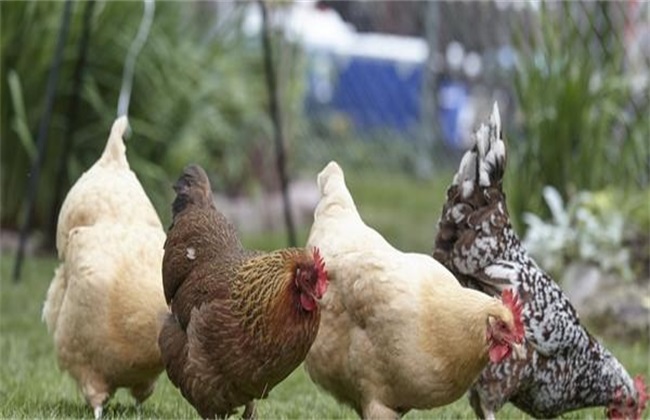 春季养鸡 容易发病 原因