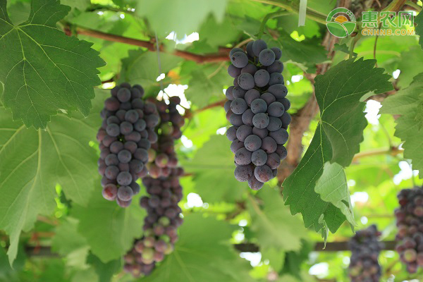 温室种植葡萄每亩成本多少？利润如何？