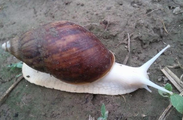 白玉蜗牛如何室内养殖？
