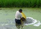 泥鳅稻田养殖技术