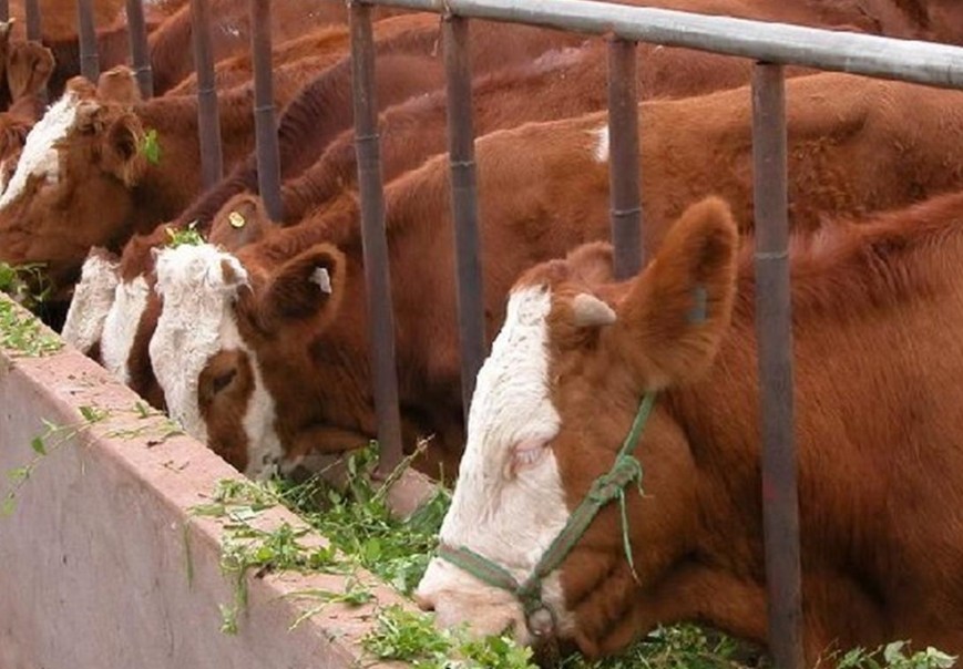 牛健康养殖的几个基本要点