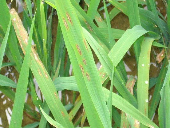 水稻种植稻瘟病防控技术