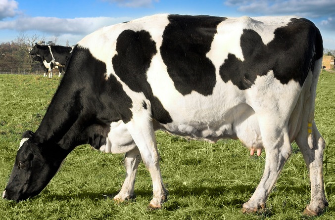 冬季奶牛的高效养殖技术