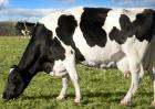 冬季奶牛的高效养殖技术