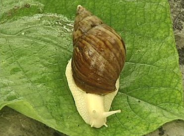 白玉蜗牛种的选择标准
