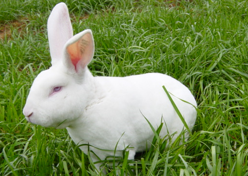 冬季獭兔养殖注意事项
