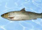 赤眼鳟鱼商品成鱼养殖技术