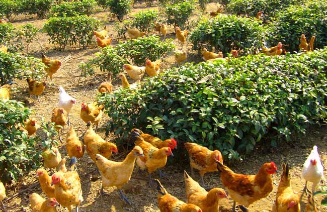 关于贵州养鸡市场怎么样的回答