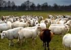春季绵羊饲养管理技术