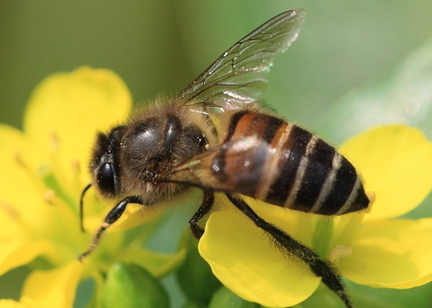 蜜蜂养殖的基本常识
