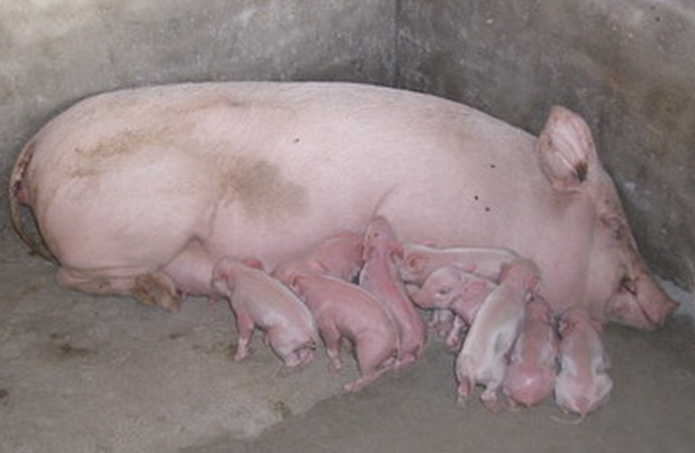 如何缩短母猪产程？