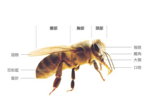 中华蜜蜂的身体构造