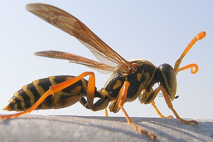 胡蜂