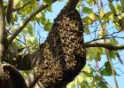 野生蜂群的诱捕技术