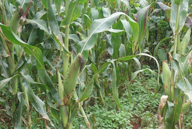 玉米高产栽培技术