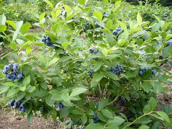 蓝莓种植的土肥水管理