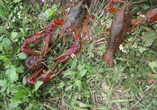 淡水小龙虾的澳门威尼斯人线上网站_养殖技术