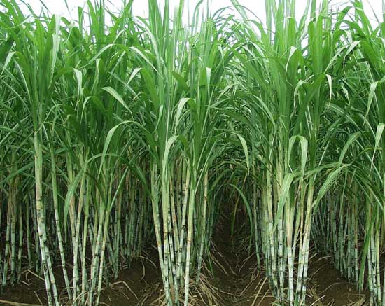 甘蔗的种植技术