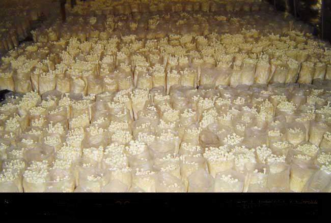 金针菇栽培种植技术