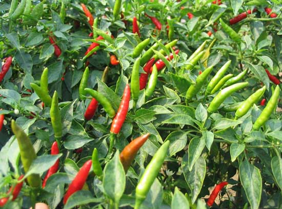 辣椒高产种植技术
