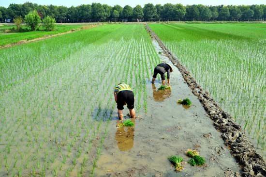 水稻插秧技术