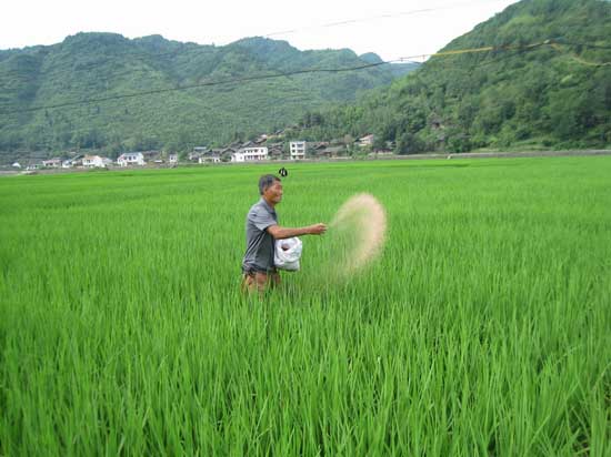 水稻需肥规律与施肥技术