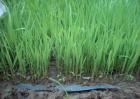 水稻苗床管理的主要技术措施