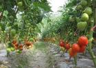 西红柿的种植技术