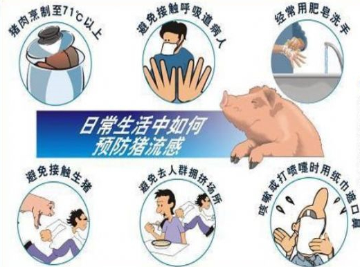 冬季猪流感的治疗方法