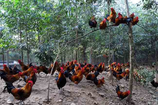 树林中散养鸡的注意事项