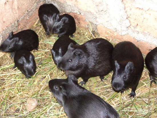 黑豚鼠养殖前景和经济价值