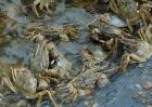 螃蟹的稻田养殖条件