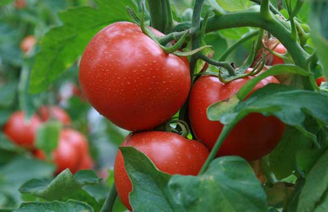 盆栽西红柿栽培技术