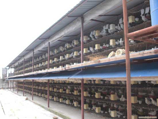 温室养殖大棚养殖鸽子的优点