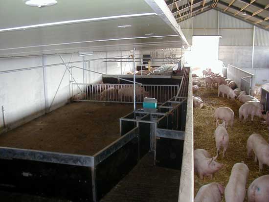 现代化养猪场设计方案