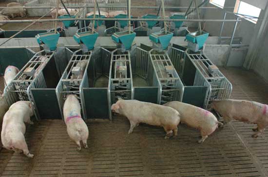 现代化养猪场设备